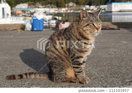 漁港裡的一隻當地貓弓著背坐著 112101957