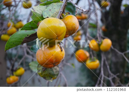 Sweet persimmons will be harvested soon Sweet persimmons will be harvested soon 112101968
