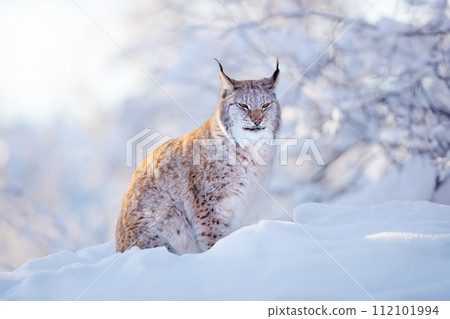 Eurasian Lynx in Snowy Scandinavian Forest an Beautiful Evening 112101994