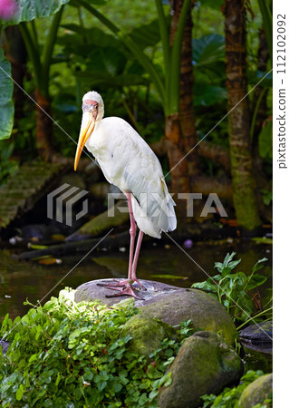 Milky Stork (Mycteria cinerea) surrounding, bird park 112102092