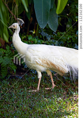 White peacock in nature surrounding White peacock in nature surrounding 112102100