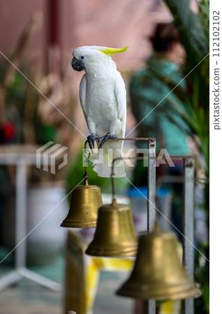 Sulphur Crested Cockatoo in nature surrounding 112102102