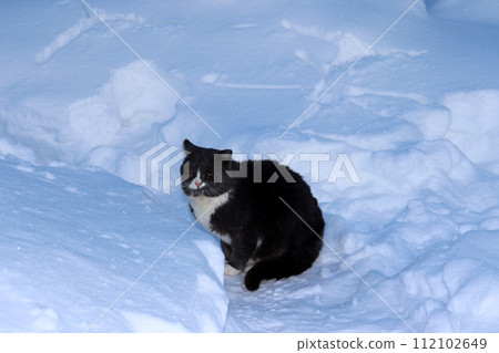 A gray sad wild cat sits in winter in a village garden 112102649