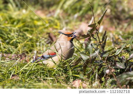 A waxwing that eats the berries of the Japanese beard 112102718
