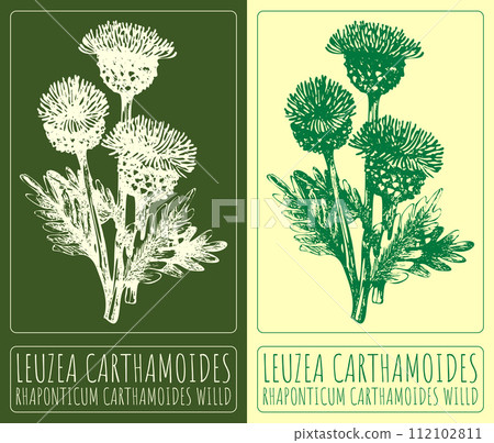 Vector drawing LEUZEA CARTHAMOIDES. Hand drawn illustration. The Latin name is RHAPONTICUM CARTHAMOIDES WILLD. Vector drawing LEUZEA CARTHAMOIDES. Hand drawn illustration. The Latin name is RHAPONTICUM CARTHAMOIDES WILLD. 112102811