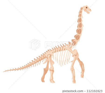 Diplodocus skeleton. Jurassic large herbivorous dinosaur, archaeological dino fossil bones. Plant eating dinosaur flat vector illustration. Ancient fossil skeleton 112102823