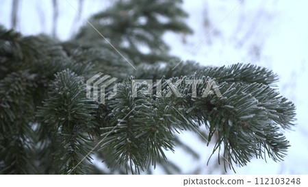 A spruce branch covered in frost close-up. 112103248