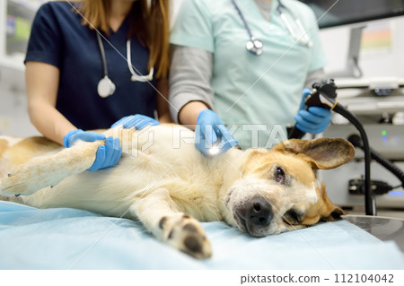 Female veterinarian doctors going to made gastroscopy or colonoscopy for big dog. General sedation during vet surgery Female veterinarian doctors going to made gastroscopy or colonoscopy for big dog. General sedation during vet surgery 112104042