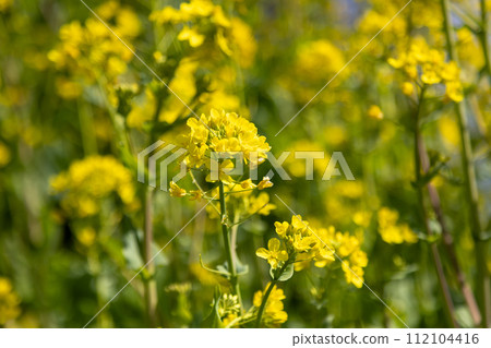 Spring rapeseed flower field Spring rapeseed flower field 112104416