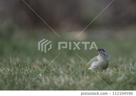 A woodpecker looking for food in the greenery 112104590