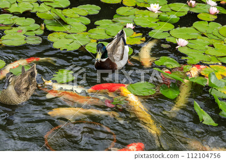 Mihara Sankeien Garden, a pond where carp swims and water lilies bloom Mihara Sankeien Garden, a pond where carp swims and water lilies bloom 112104756