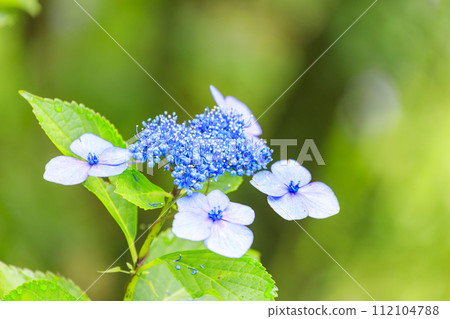 三原三溪園 雨季的花繡球花 三原三溪園 雨季的花繡球花 112104788