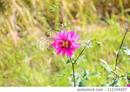 Dahlia flower Dahlia flower 112104887