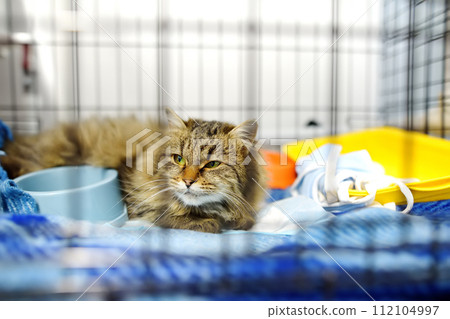 An elderly cat is in a big cage in a vet clinic or in an animal shelter. Hotels for domestic animals. Overexposure of pets An elderly cat is in a big cage in a vet clinic or in an animal shelter. Hotels for domestic animals. Overexposure of pets 112104997