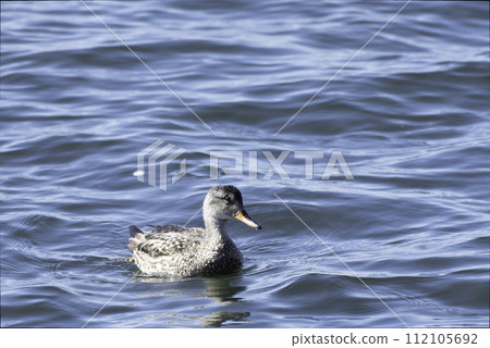 Okayoshi Gamo的女性 112105692