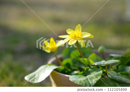yellow flower 112105899
