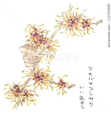 A watercolor illustration of a winter to early spring plant, a witch hazel that blooms with whiskered flowers. 112105900