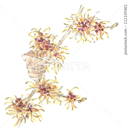 A watercolor illustration of a winter to early spring plant, a witch hazel that blooms with whiskered flowers. 112105901