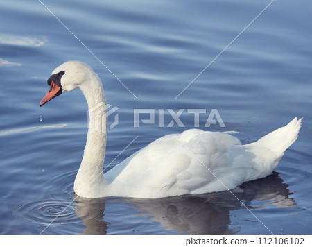 White Swan Swims in a Lake. 112106102