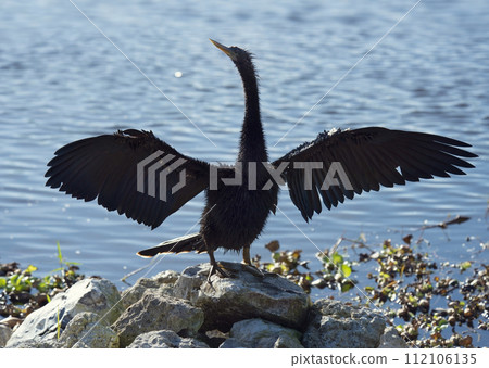 Anhinga Bird Drying up its Feathers. 112106135