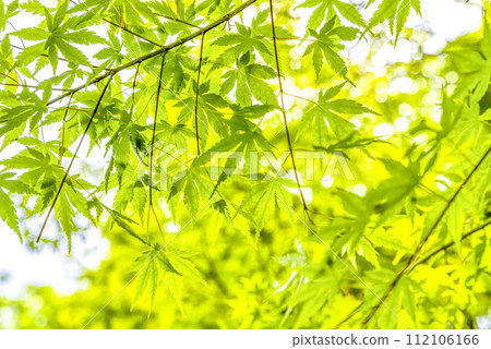Miyagase Lakeside Park in spring - Image of fresh greenery Miyagase Lakeside Park in spring - Image of fresh greenery 112106166