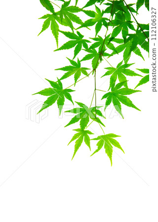 Blue maple on white background Blue maple on white background 112106327