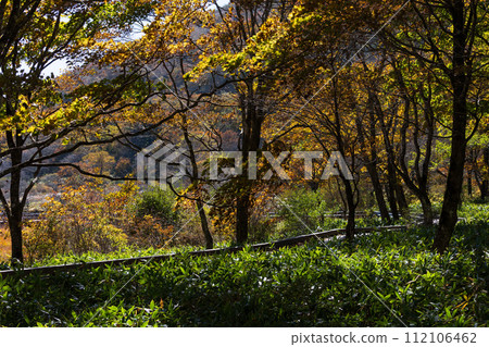 群馬縣前橋市的秋天：紅葉的赤城角萬淵 112106462