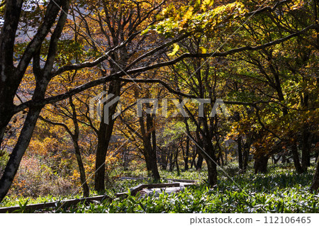 Autumn in Maebashi City, Gunma Prefecture: Mt. Akagi Kakumanbuchi in autumn leaves 112106465