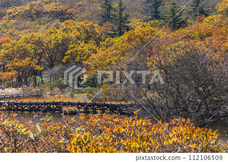 群馬縣前橋市的秋天：紅葉的赤城角萬淵 112106509