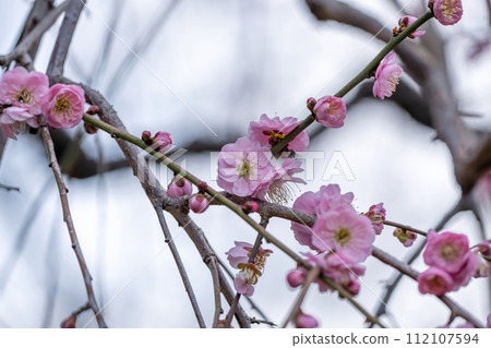 盛開的粉紅梅花靜靜地綻放 112107594