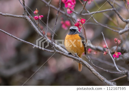 Daurian Redstart男性放鬆被盛開的紅李子包圍 112107595