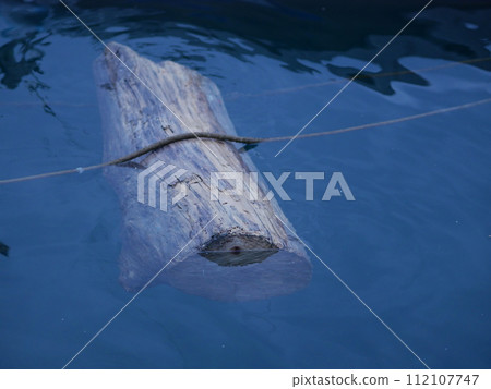 A log floats in the sea. An old wood-eaten log floats near the rope 112107747