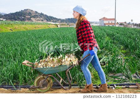 Female farmer pushing wheelbarrow with freshly picked spring onions 112108223
