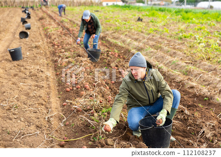 Man harvesting potatoes on a farm 112108237
