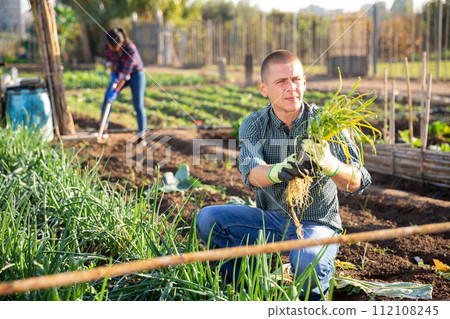 Successful male gardener with green onion on field 112108245