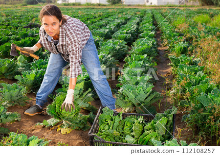 Female worker harvesting savoy cabbage on field 112108257