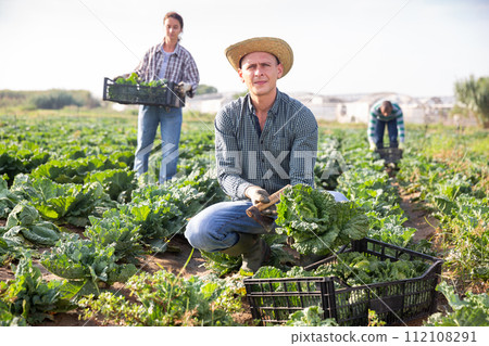 Focused man harvesting savoy cabbage on farm field Focused man harvesting savoy cabbage on farm field 112108291