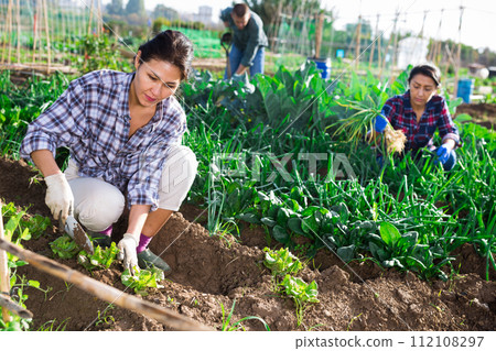 Woman working in garden between beds with beets 112108297