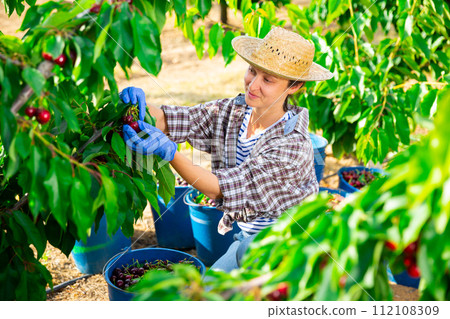 Cheerful female farm worker harvesting sweet cherries in garden 112108309