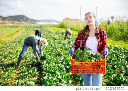 Woman holding crate full of organic spinach 112108311