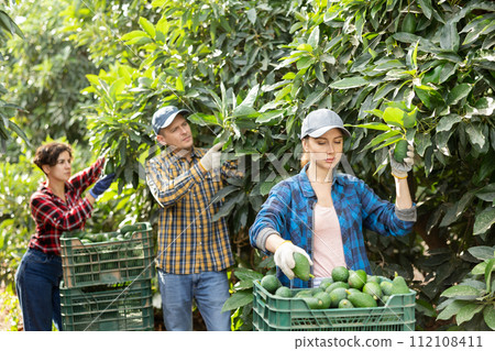 Positive farmers picking avocados in fruit farm Positive farmers picking avocados in fruit farm 112108411