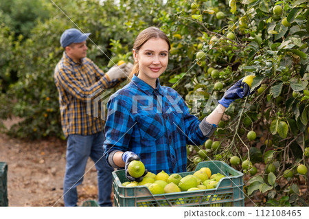 Delighted farmers picking lemons in fruit farm 112108465