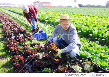 Male worker harvesting red lettuce on field and put in boxes 112108473