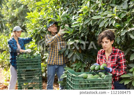 Positive farmers picking avocados in fruit farm 112108475