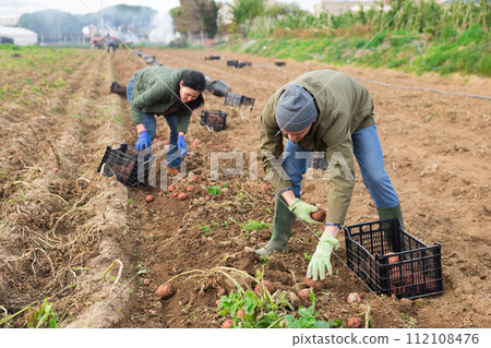 Couple of professional farmers harvesting potatoes 112108476