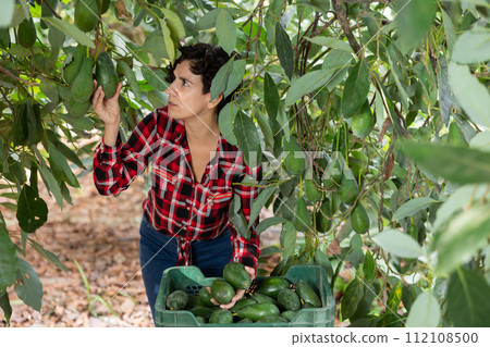 Positive busy young Latin woman farmer gathering, harvesting fresh avocados in orchard during daytime Positive busy young Latin woman farmer gathering, harvesting fresh avocados in orchard during daytime 112108500