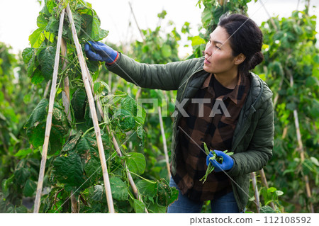 Woman harvesting green beans at smallholding at day Woman harvesting green beans at smallholding at day 112108592