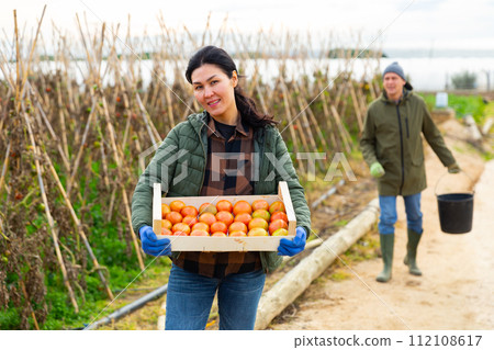 Asian woman farmer with box full of tomatoes in garden Asian woman farmer with box full of tomatoes in garden 112108617