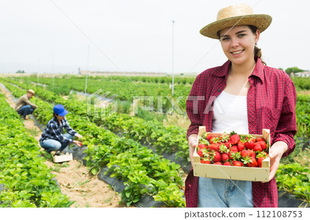 Woman farm worker harvesting strawberry at field Woman farm worker harvesting strawberry at field 112108753