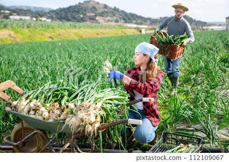 Young female farmer harvesting green onions on farm field 112109067
